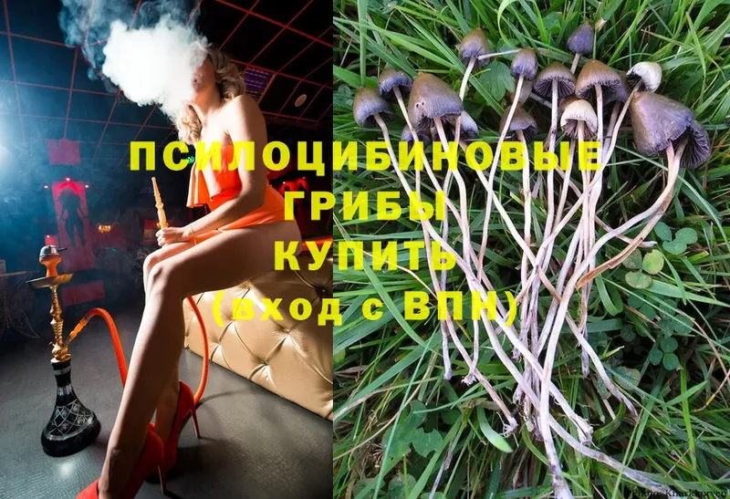 Псилоцибиновые грибы Psilocybe  Туймазы 